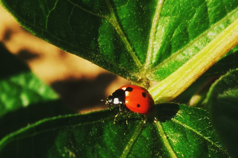 Photograph by Елена Николаева