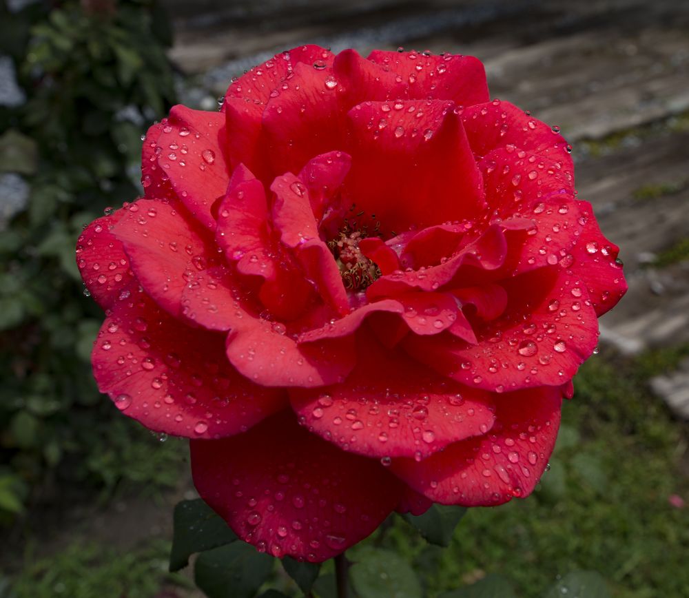 Photograph by mehmet enver karanfil