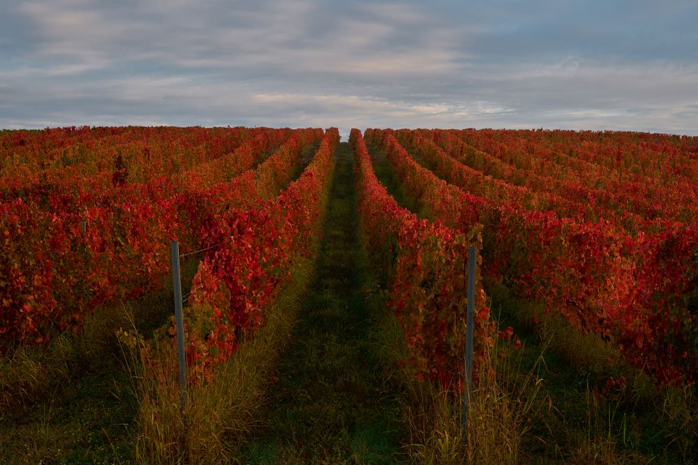 Красное вино