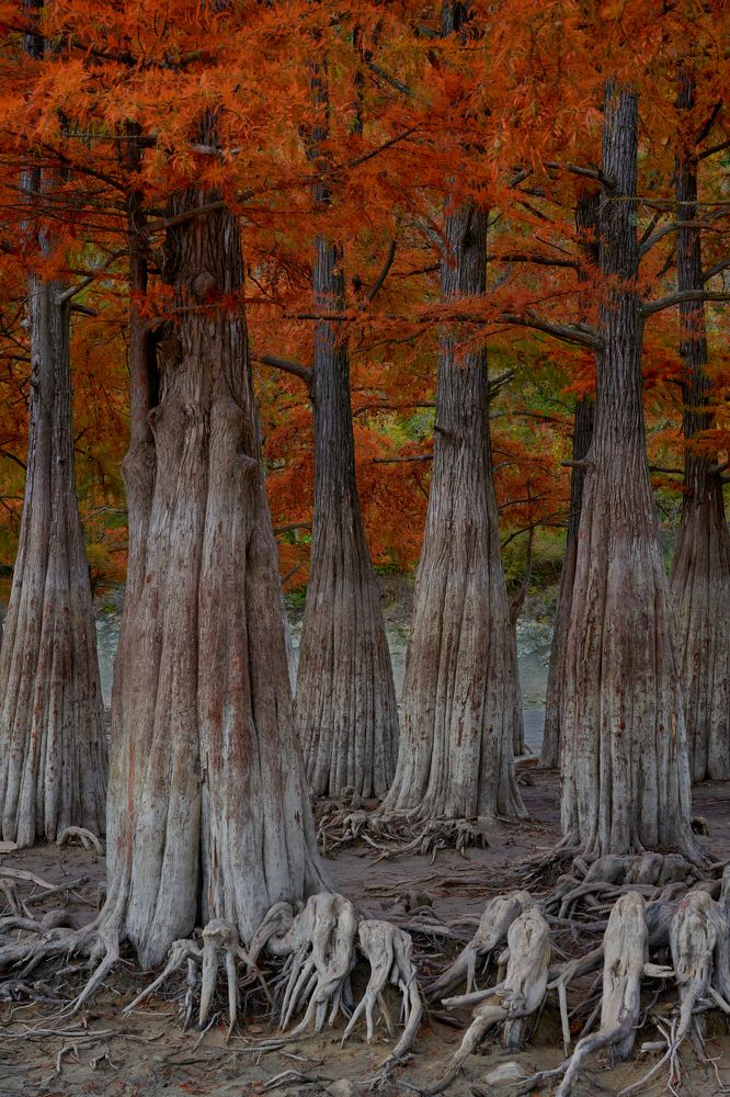 Силы лесные