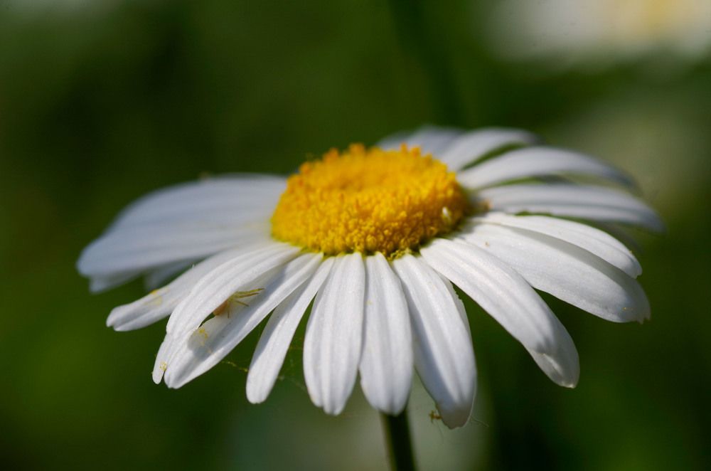 Photograph by Volodymyr Kolesnyk