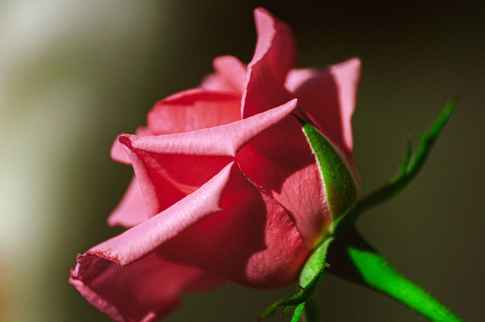 Photograph by Алексей Егоров