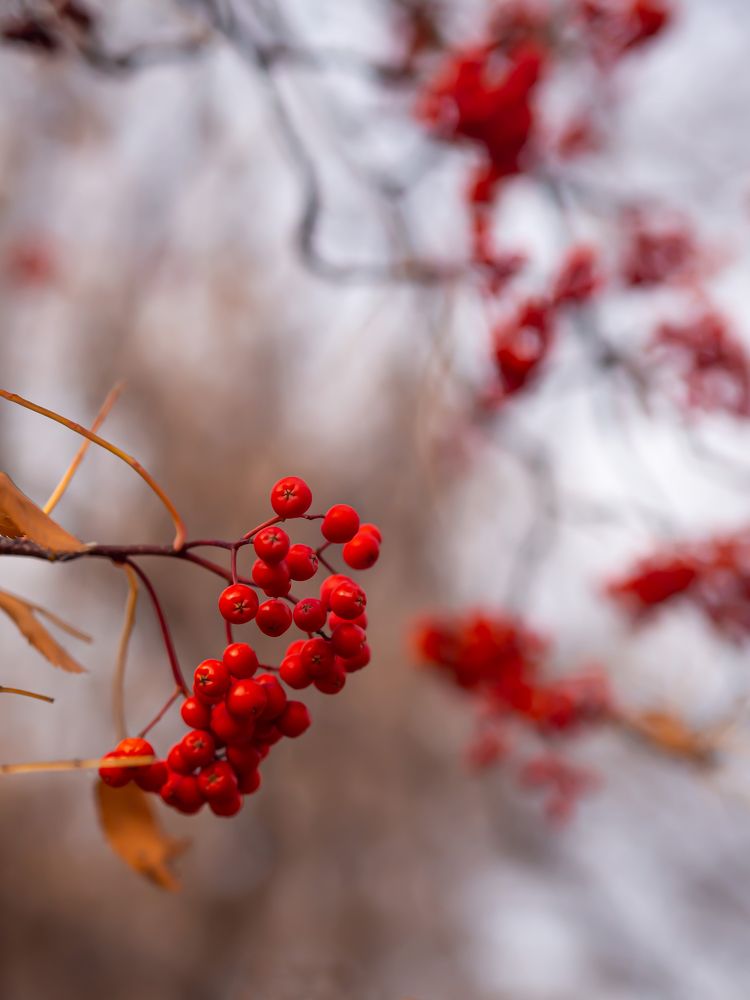 Огонь рябины красной