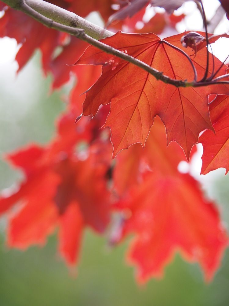 Photograph by Larisa Usova