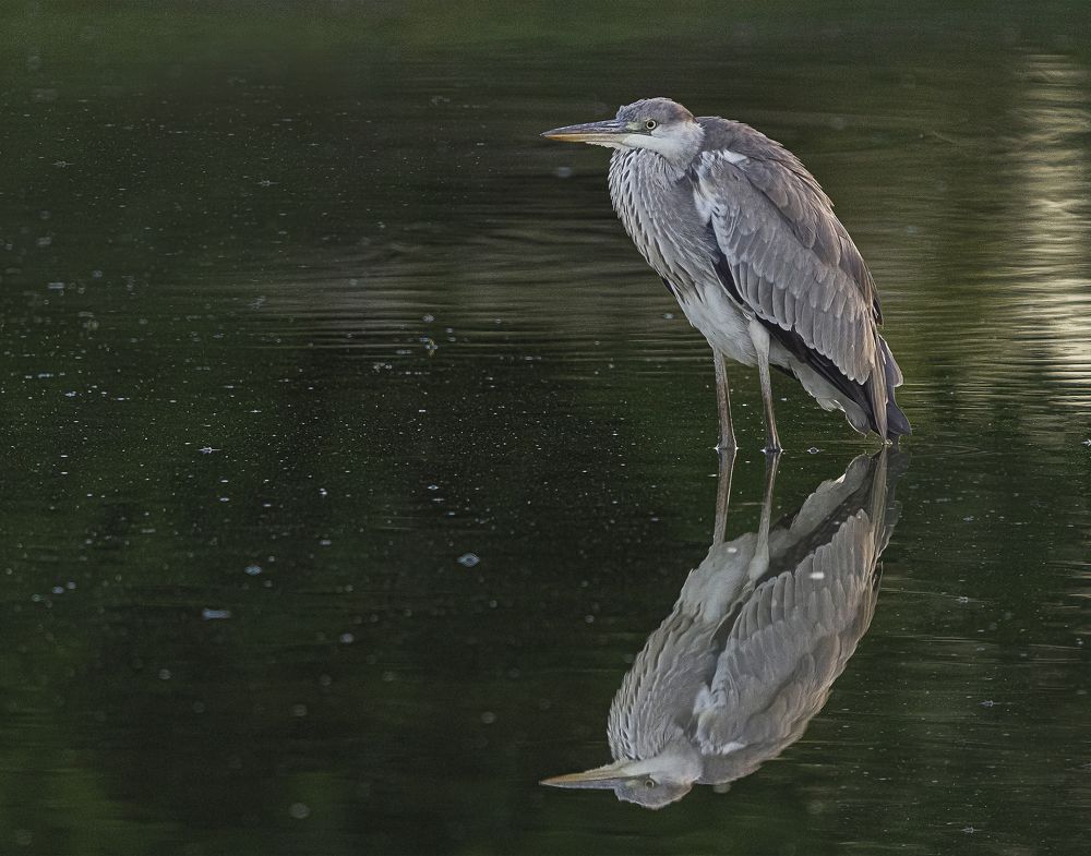 Фотография автора MOHAMED ISMAIL