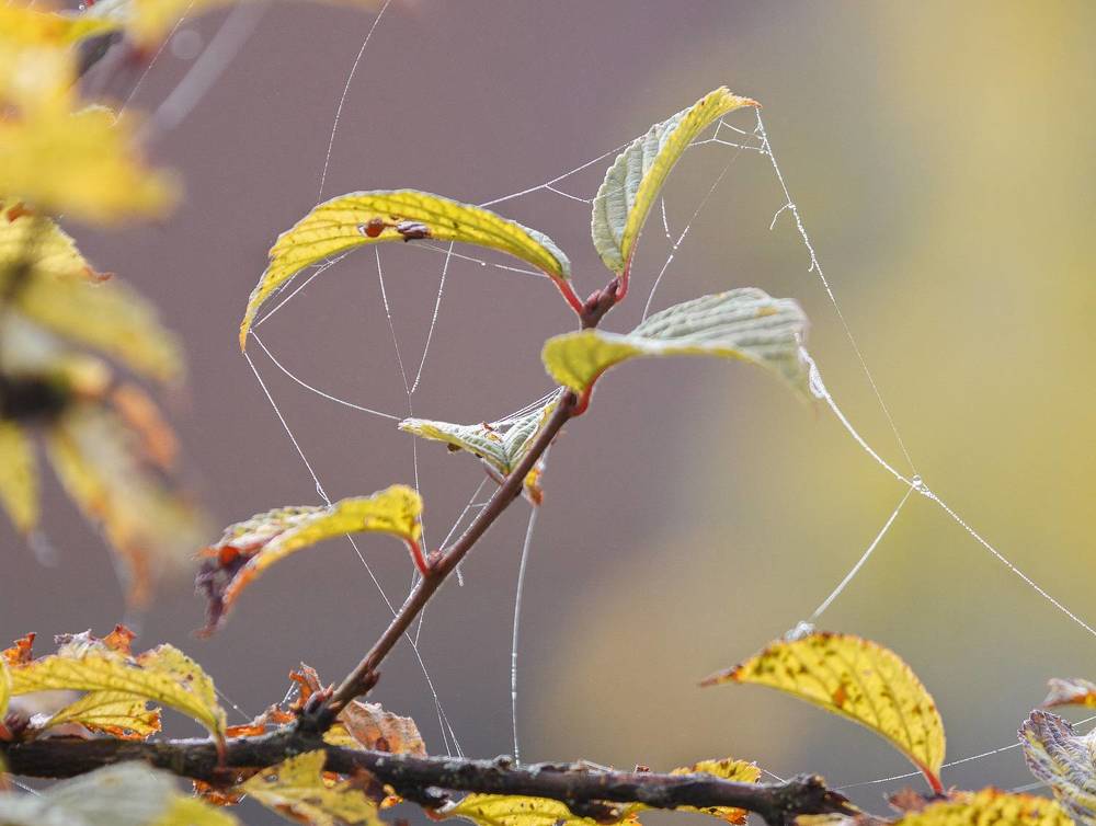 Осенние узоры