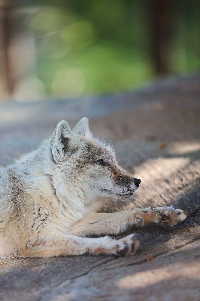 Photograph by Роман Красношапка