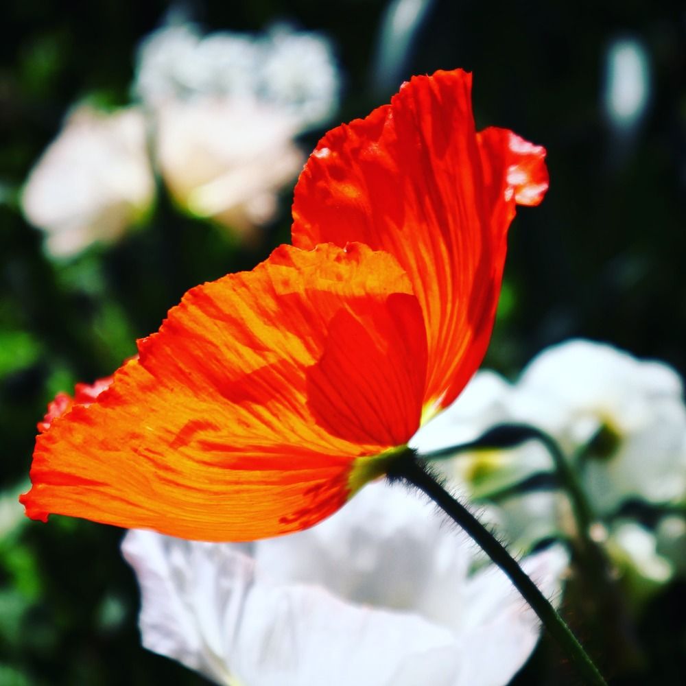 Photograph by Kirsteen Isles