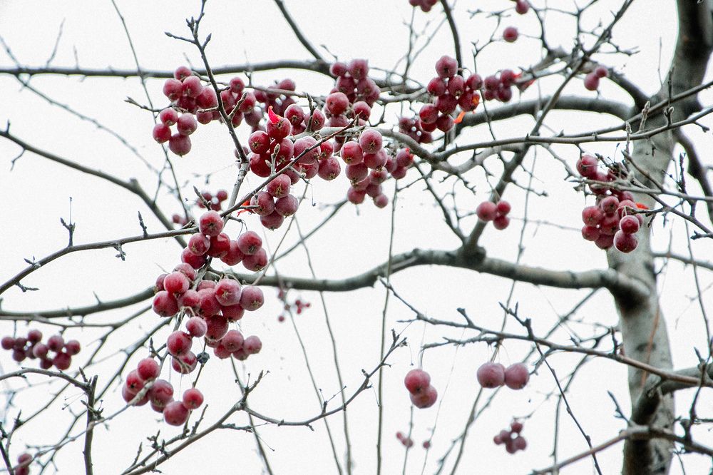 Красное и белое