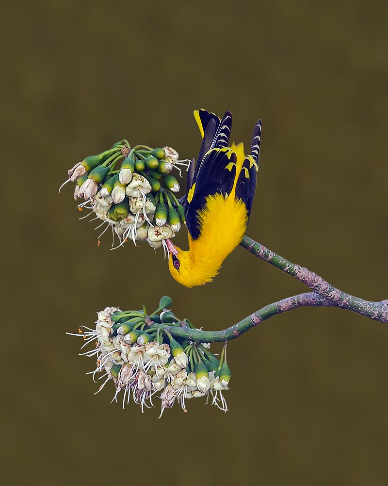 Photograph by Arindam Saha