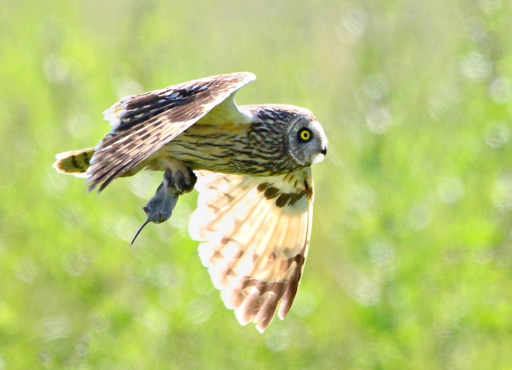 Охота была удачной.