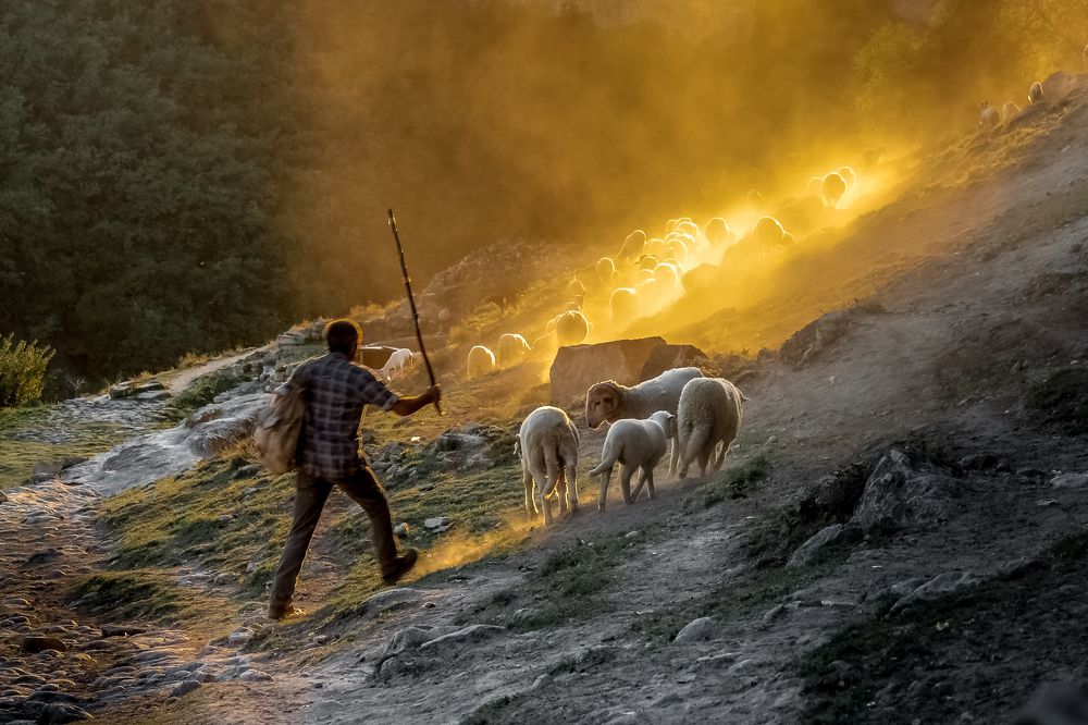 Shepherd and his flock