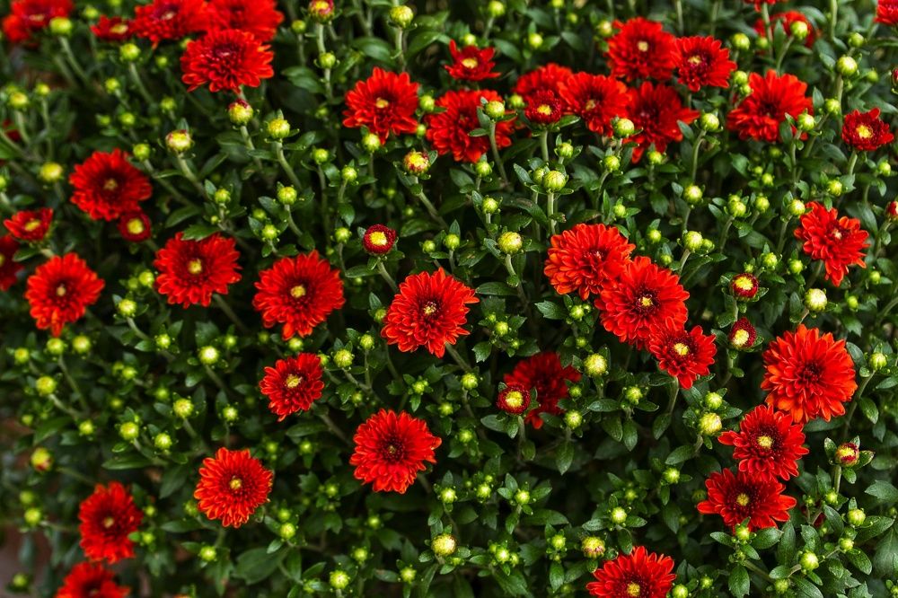 Photograph by Leanid Kulpo