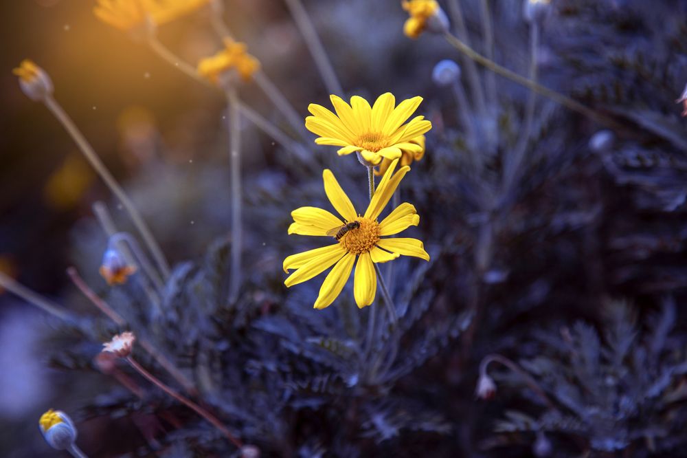 Photograph by Yelena Shestakova