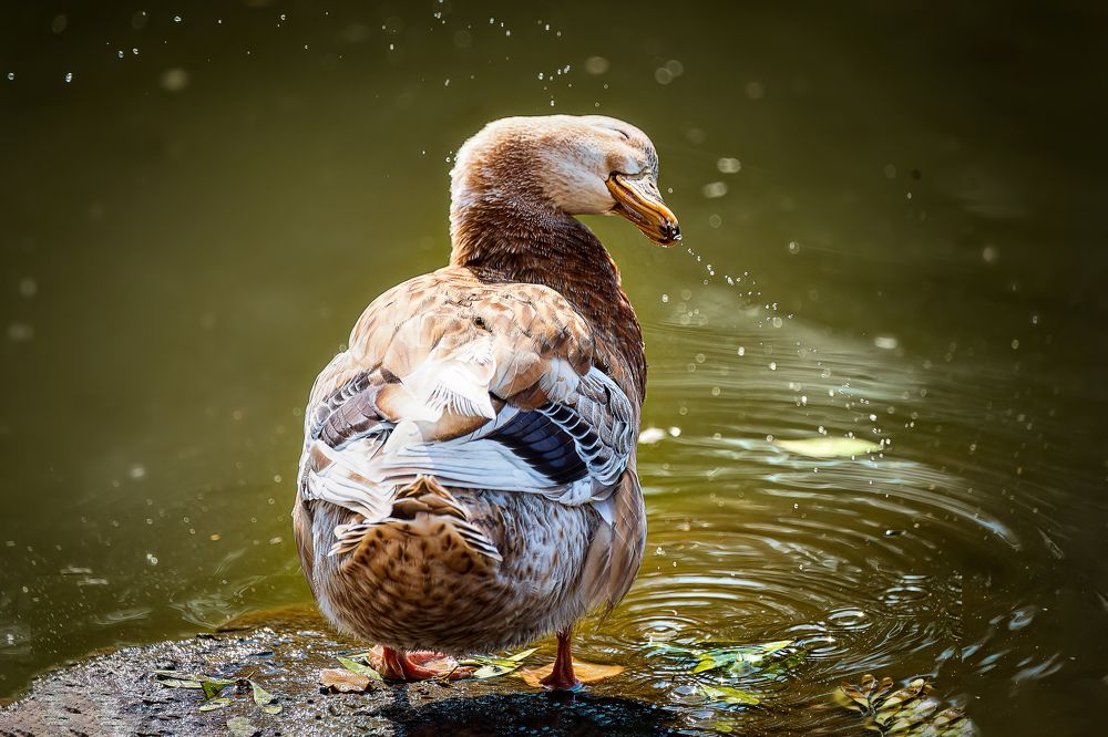 Photograph by David Lerer