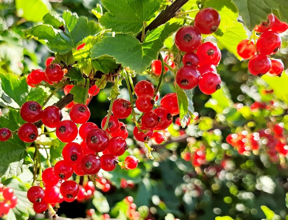 Photograph by Марина Ильева