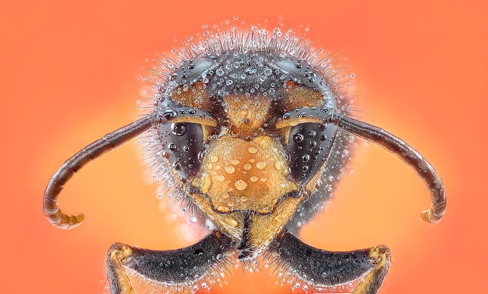 Photograph by Pedro Luis Ajuriaguerra Saiz