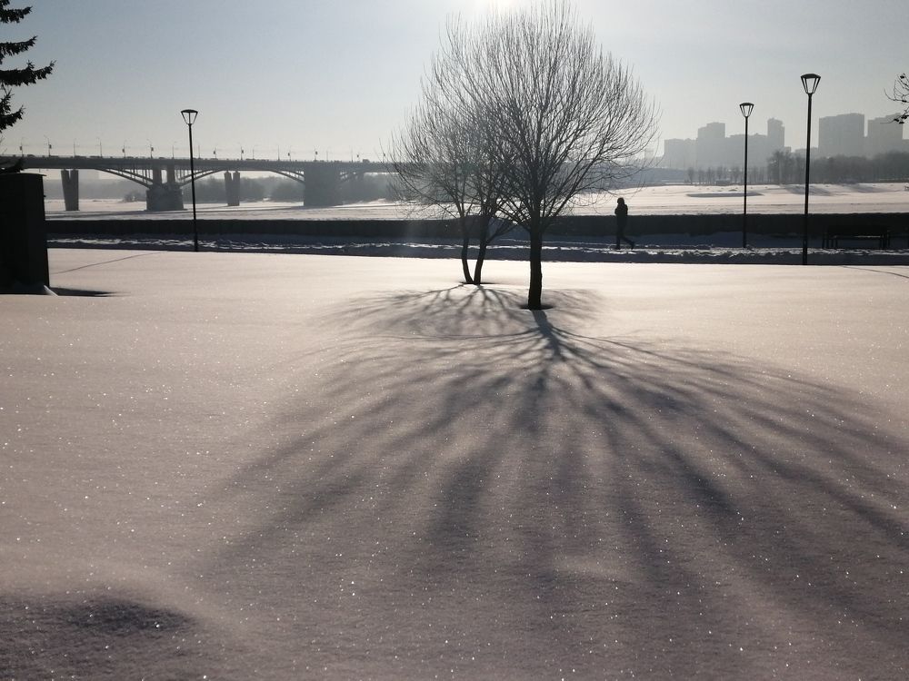 Деревья на набережной