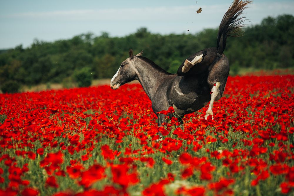 Photograph by Альбина Сагитова