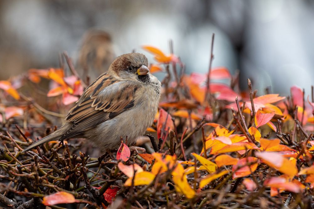 Фотография автора Бычков Валерий
