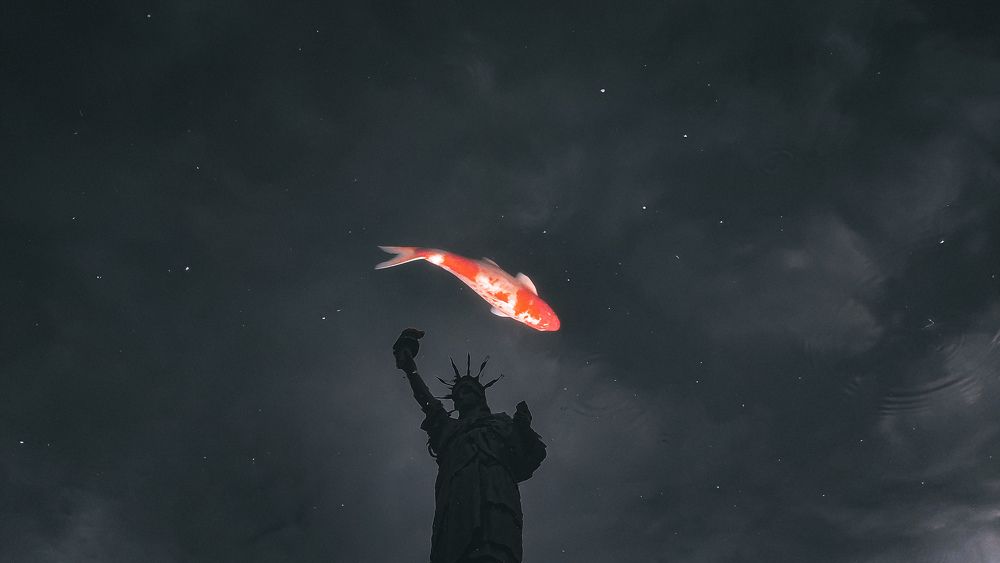 Empire State Of Koi
