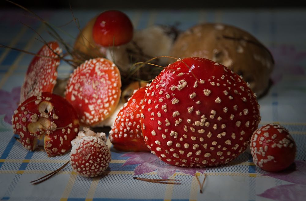 Мухоморчики