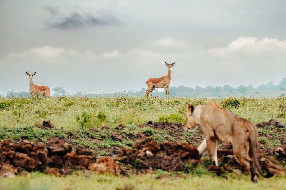 Photograph by Adrian Grigore