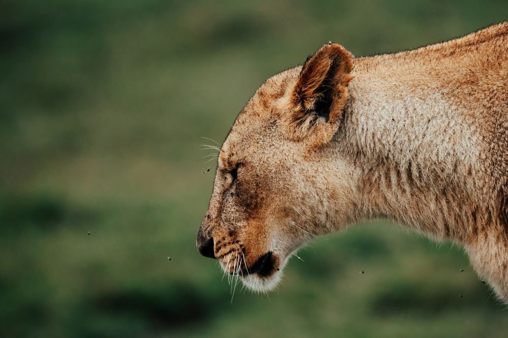 Photograph by Adrian Grigore