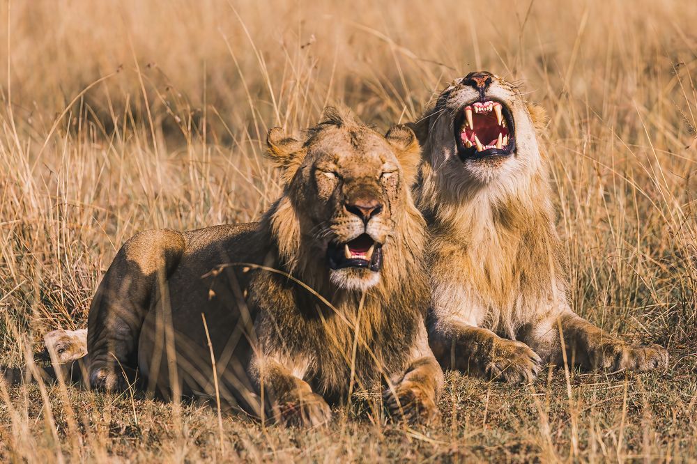 Photograph by Adrian Grigore