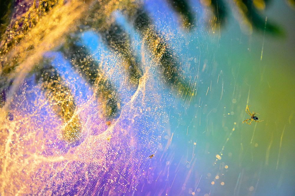 Photograph by  Ahamed Jazif