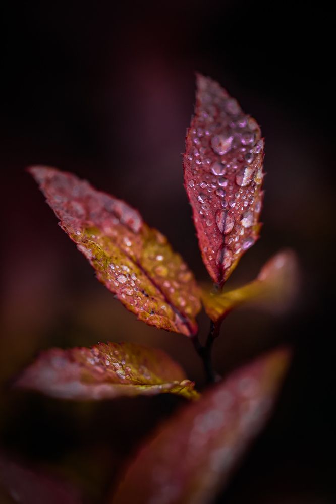 Photograph by Biryukova Anastasia