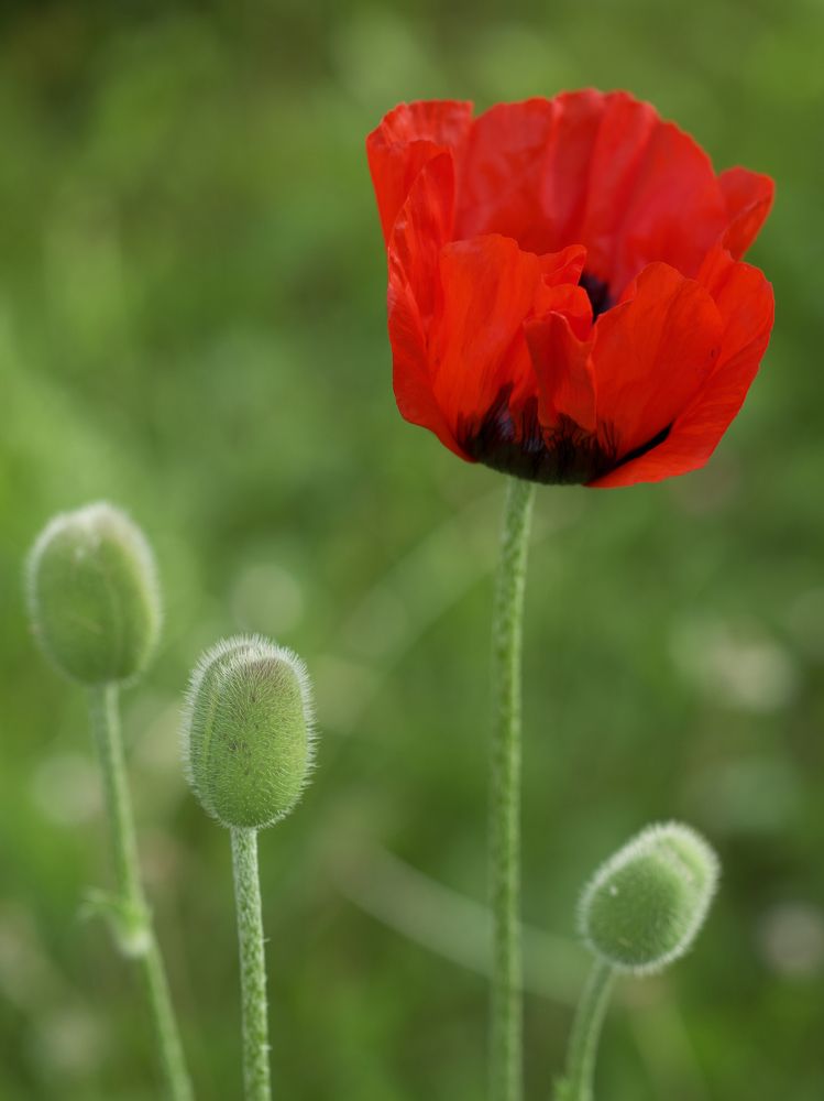 Photograph by Ирина Серегина