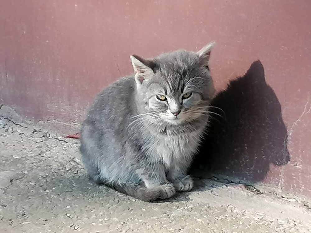 Фотография автора Danica Utjesinovic