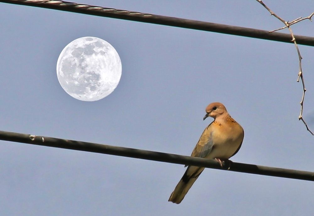 Photograph by Waleed Yousuf Alwahaibi