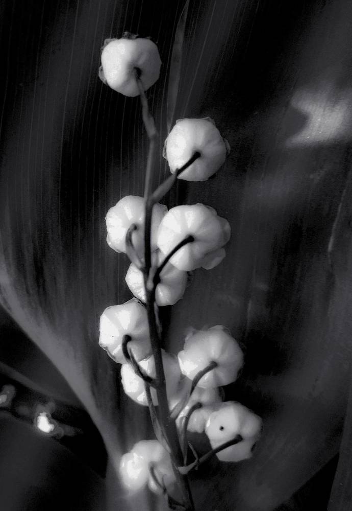 Photograph by Баженова Наталья