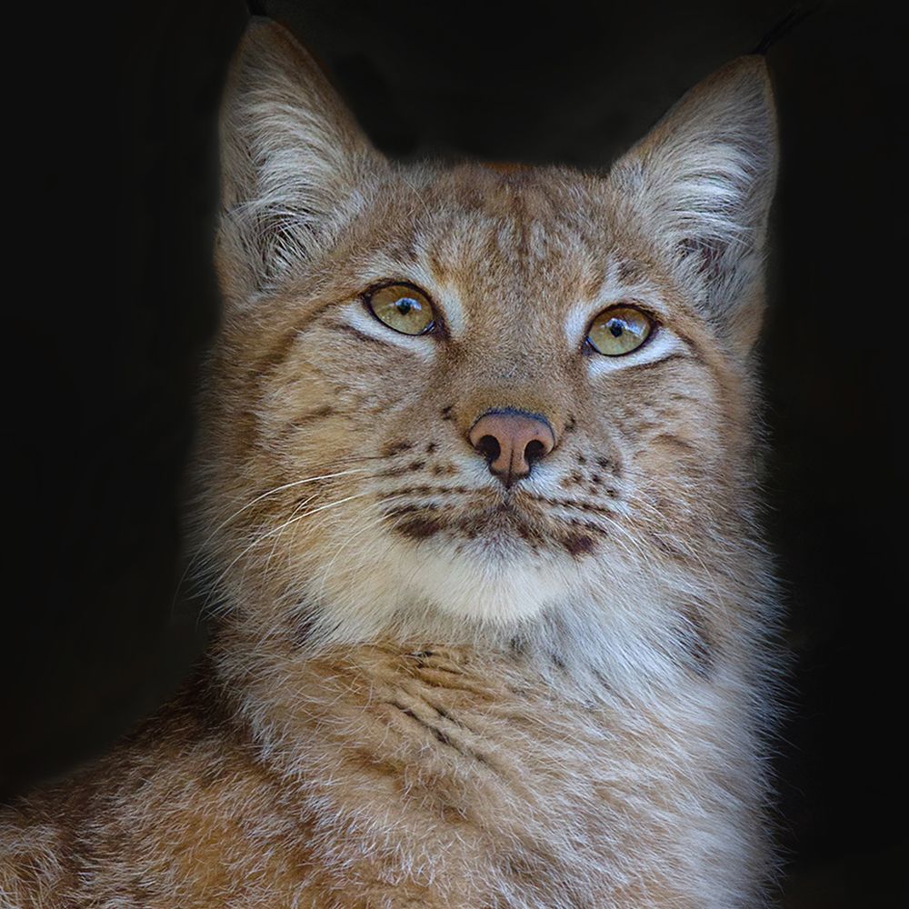 Photograph by Клясюк Галина