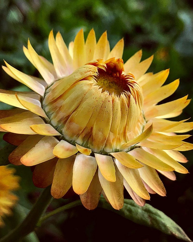 Photograph by Halina Mitsevich