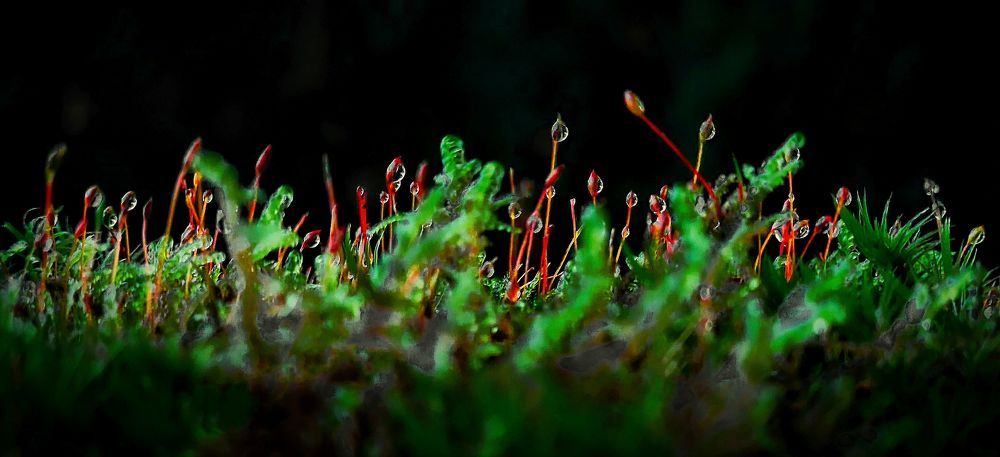 Photograph by Epp Tappel