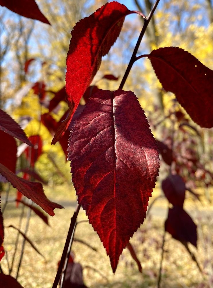 Photograph by Анна Лепихина