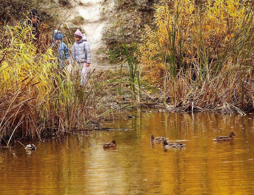 Общение с природой(утки)