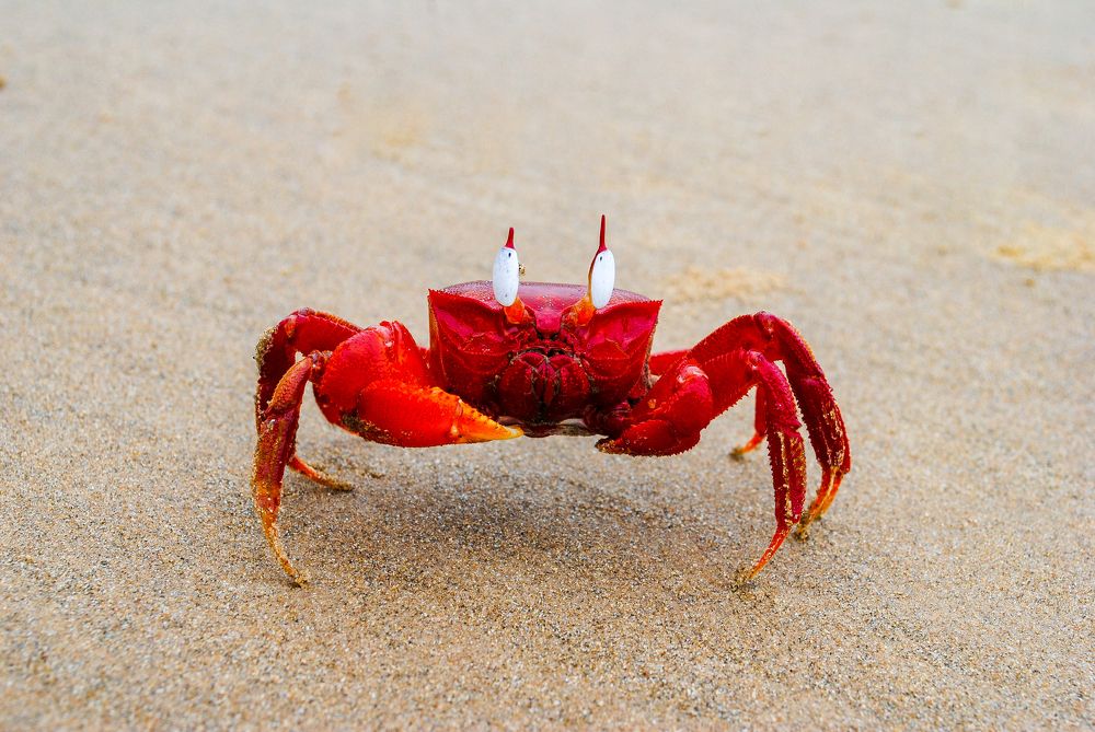 Photograph by Kamal Bhattacharjya