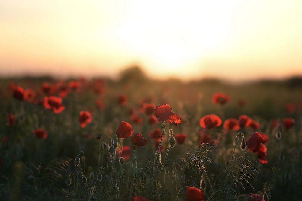 Фотография автора Evgeniya Fedorova