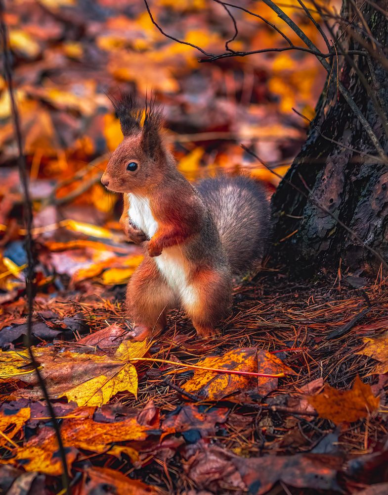 Photograph by Парфентьев Антон