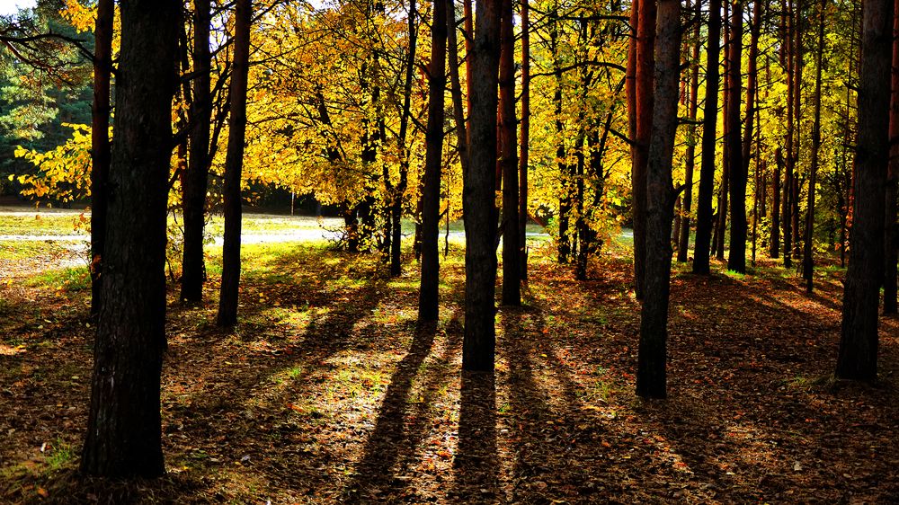 Photograph by Алексей Парамонов