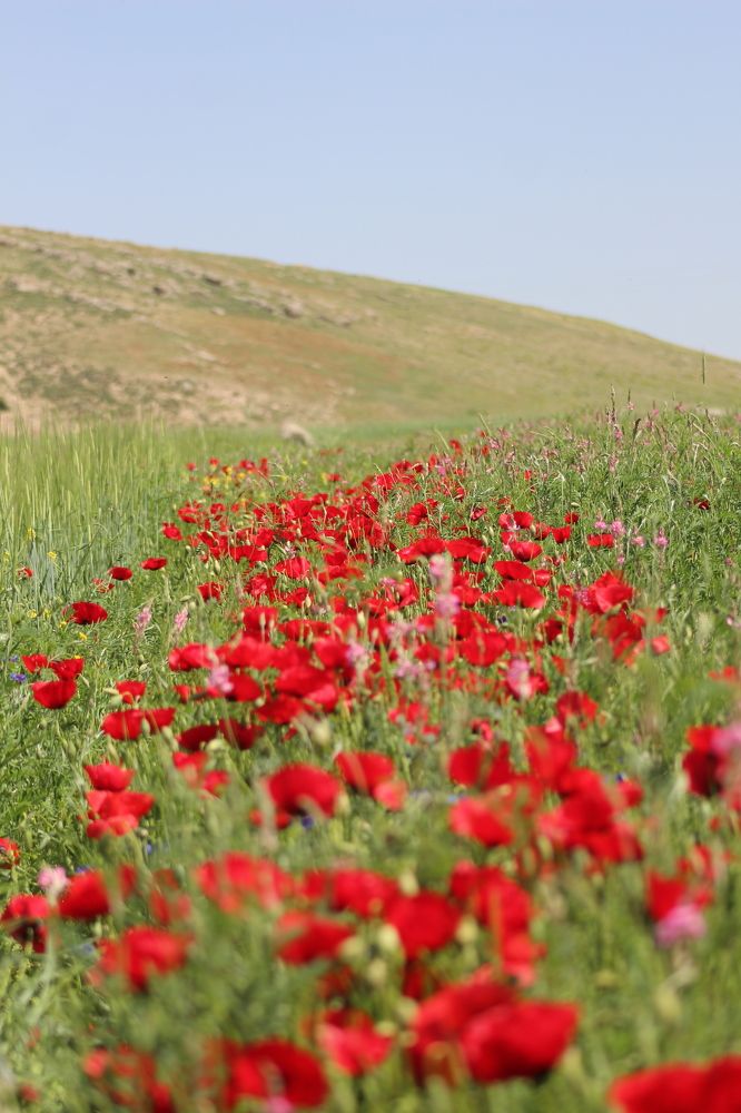 Photograph by Jahantigh Hossein