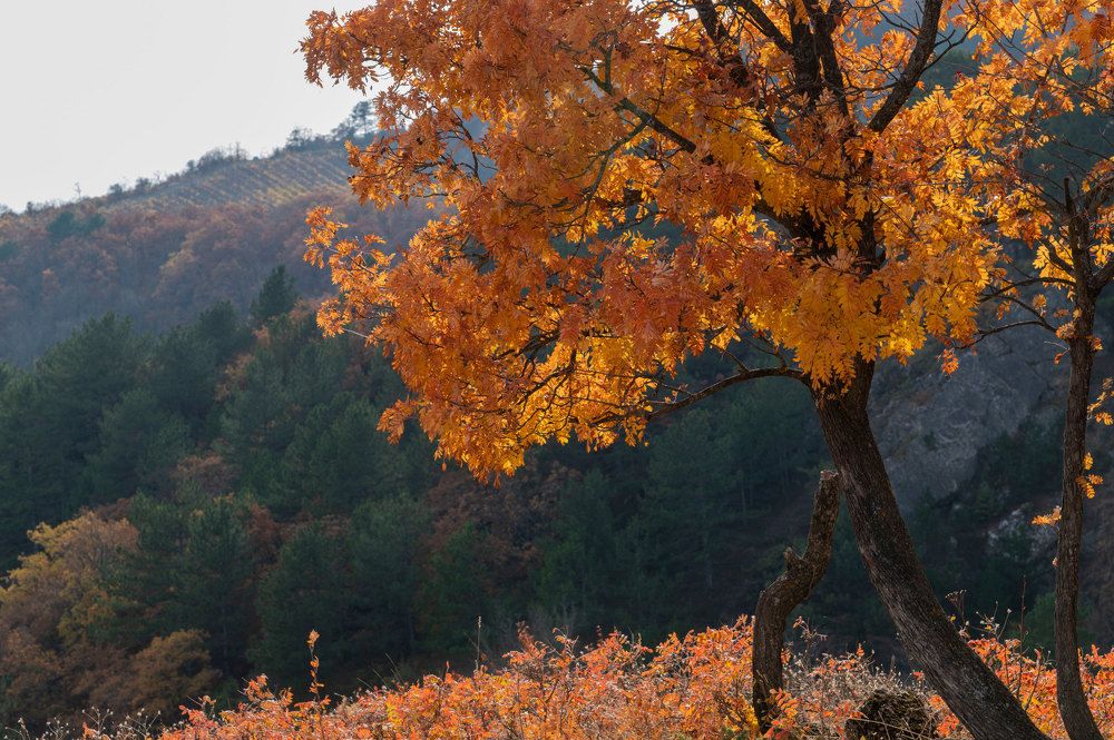 Photograph by Екатерина Крючкова