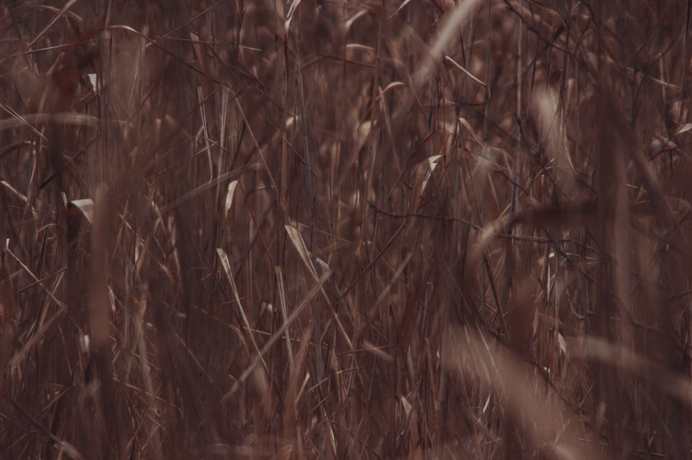 Photograph by Ольга Степанова