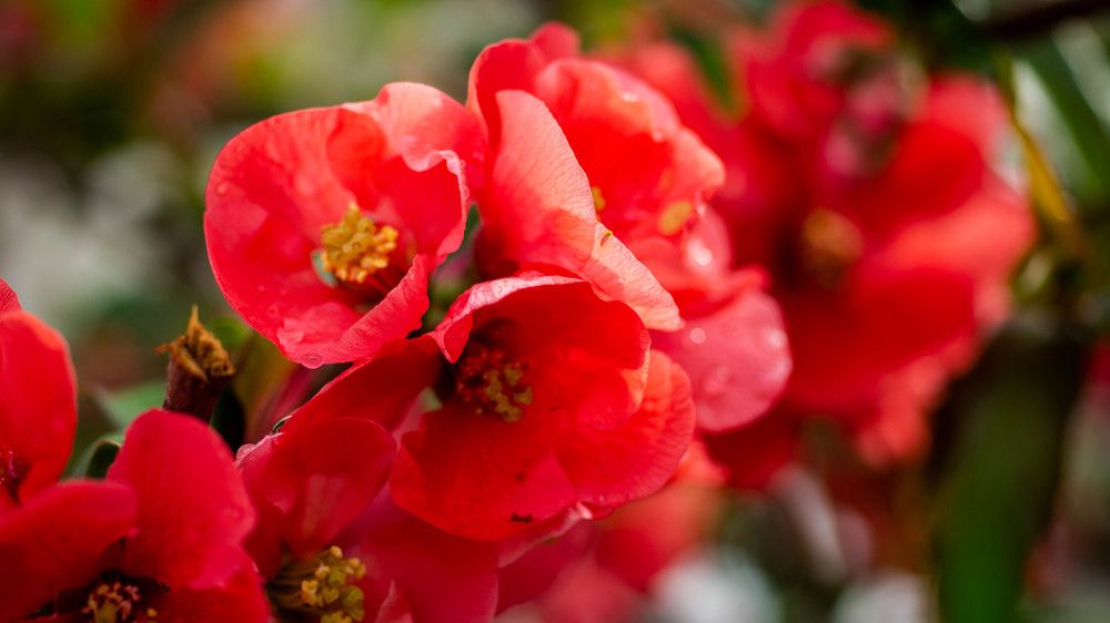 Photograph by Ирина Кошлюнова