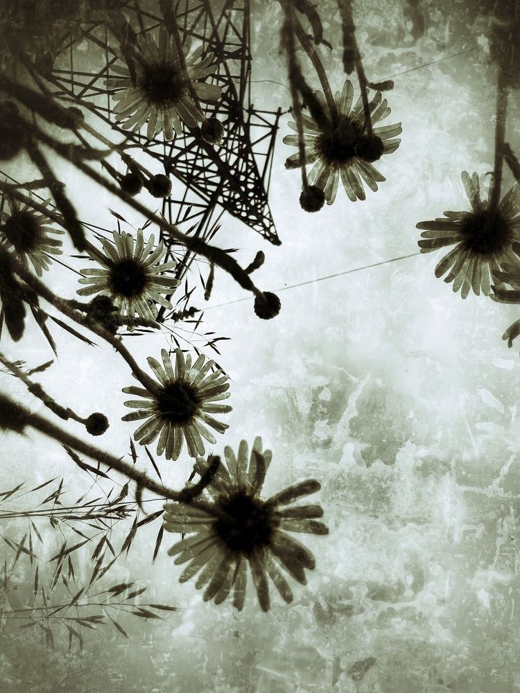 Photograph by Ирина Кошлюнова