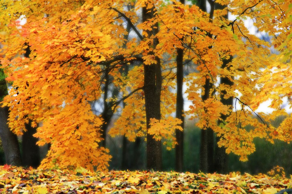 Photograph by Николай Протасеня